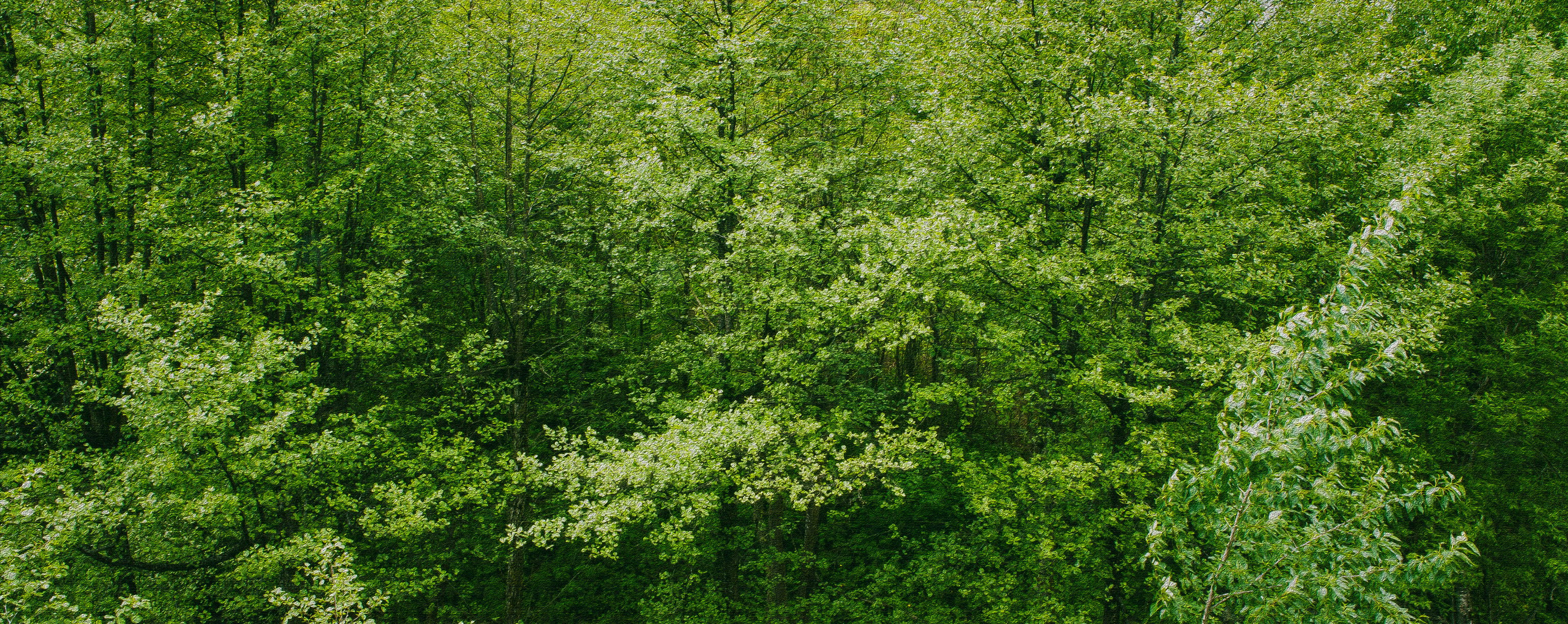 Green Leafed Trees